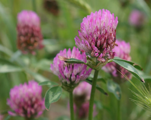 Rotklee – Glück von der Wiese