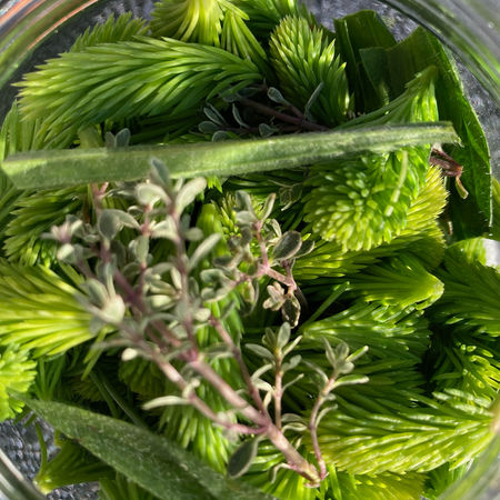 Fichtenwipferlsirup
