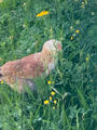 IMG_8381.jpeg