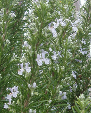 rosemary3.jpg