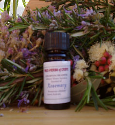 rosemary.jpg