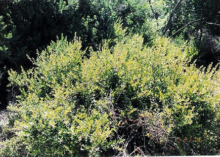 myrtle6.jpg