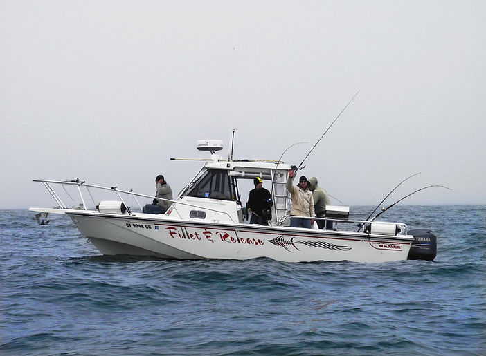 Bodega Bay Whale Charters Whale Watching Bodega Bay Bodega Bay, CA, USA