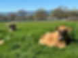 IMG_5342.jpeg