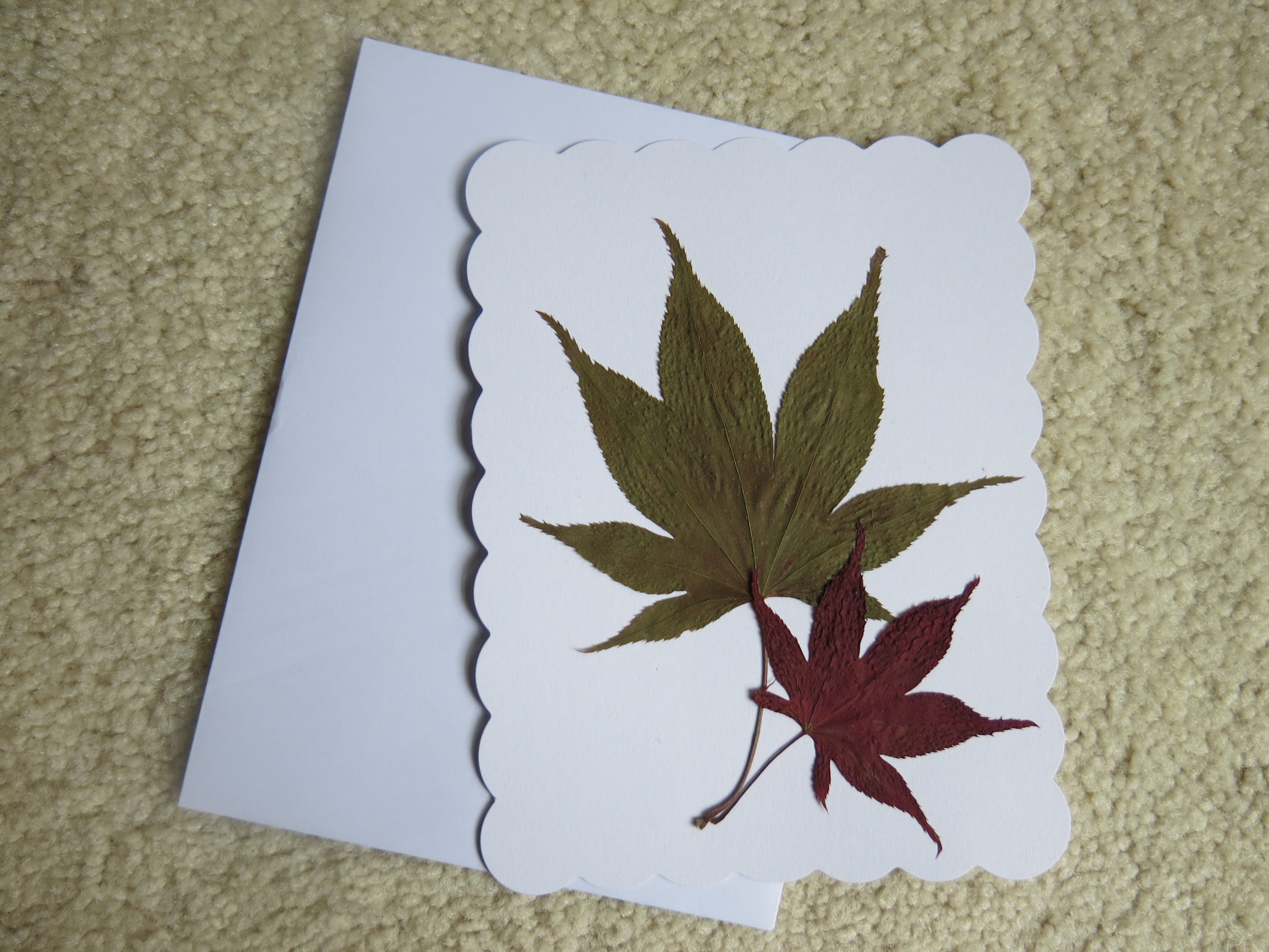Dried pressed leaves flat card (DFcard0021)