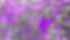 Purple rose against grey and purple background. Violet rose against gray and violet backgr