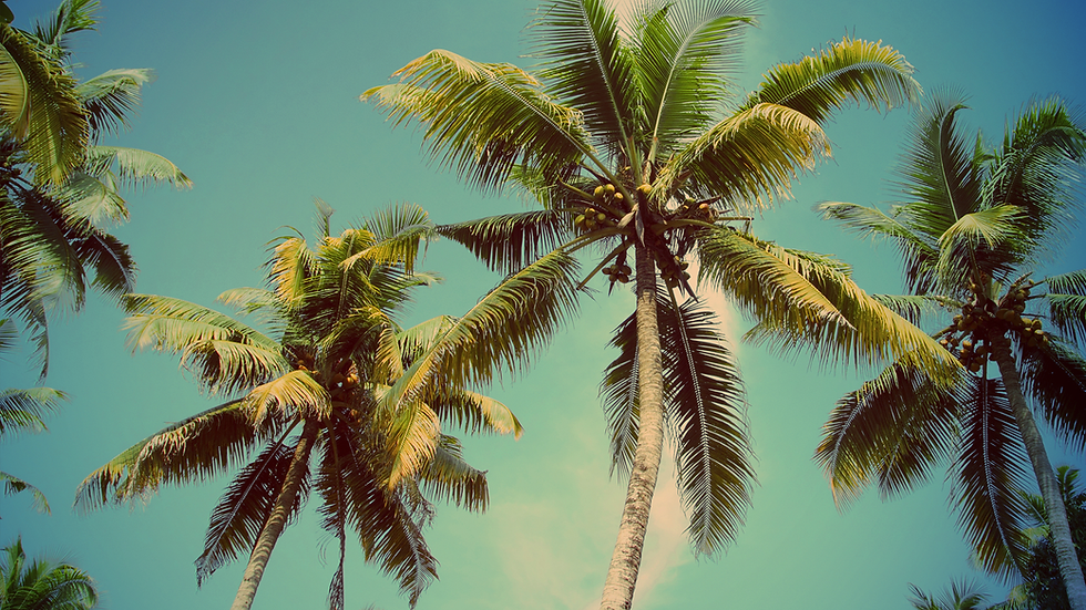 Coconut palms