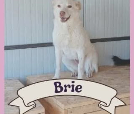 Brie