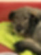 Bailey is an large adult crossbreed, white with tan markings.
