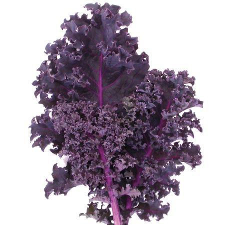 CHOU KALE ROUGE (FRISE) BIO | LE JARDIN DES VIEUX