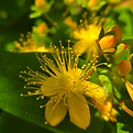 Close up of St. Johns Wort flower head
