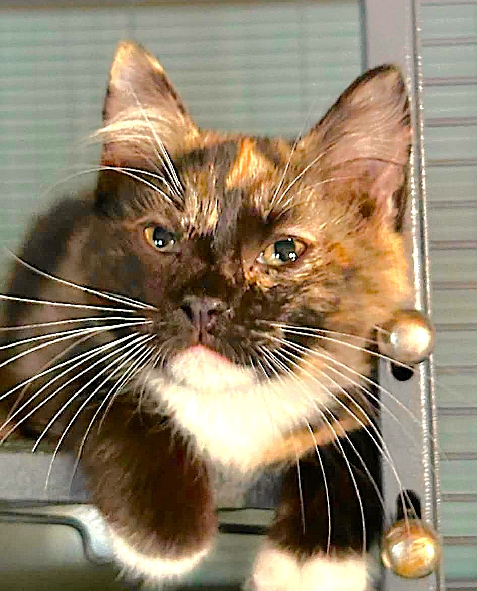 Kitten available at SNAP