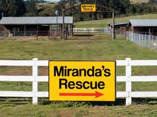 Longtime NorCal Animal Rescue Faces Major Investigation Over Alleged Fraud, Cruelty, and Mass Animal Remains