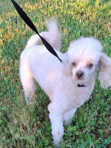 🐾 Pet of the Week: Meet Teddy! 🐾