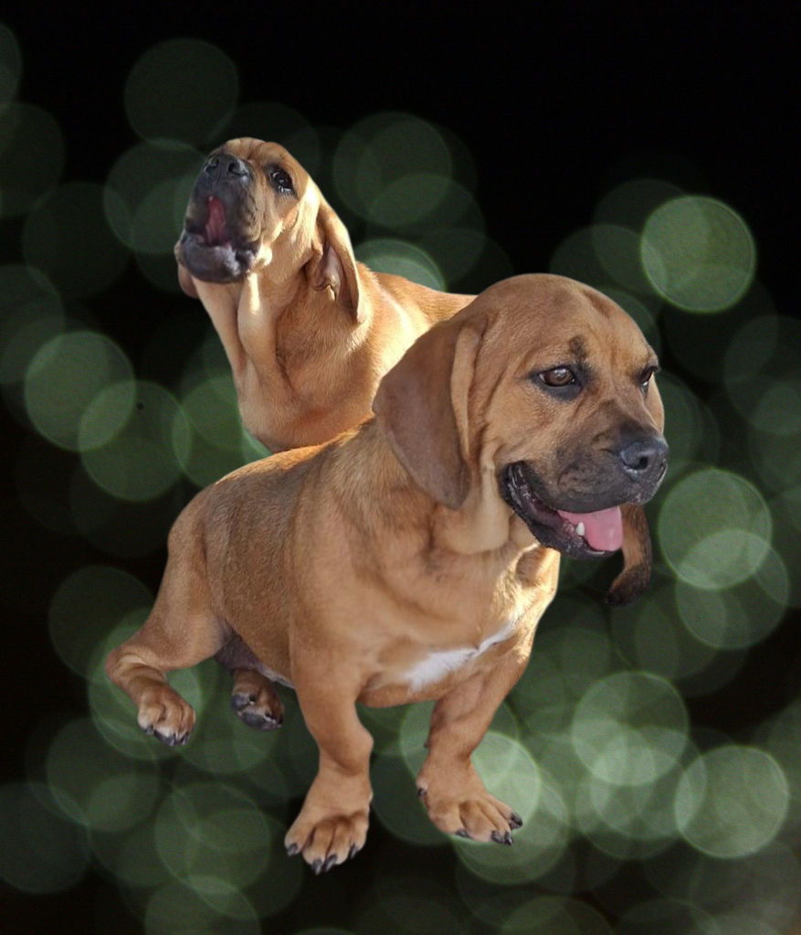 PET OF THE WEEK: Bonded Pair – Winston & Willow!