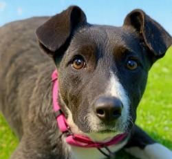 Mocha, a sweet, gentle puppy who needs a forever home.