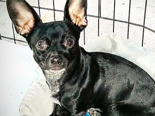 Pet of the Week: Prince Charming