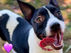 Urgent: Shasta Lake Animal Shelter Beyond Capacity – Special Adoption Event Tomorrow (Saturday, June 6, 2026)