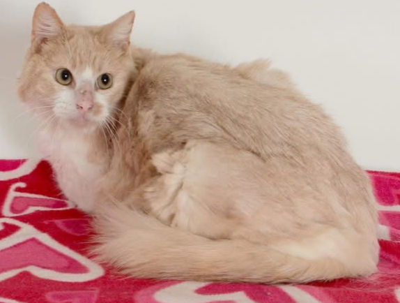  Photo credit: Haven Humane Society (via Facebook: https://www.facebook.com/HavenHumaneSociety)