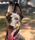 Nova, a Doberman mix puppy