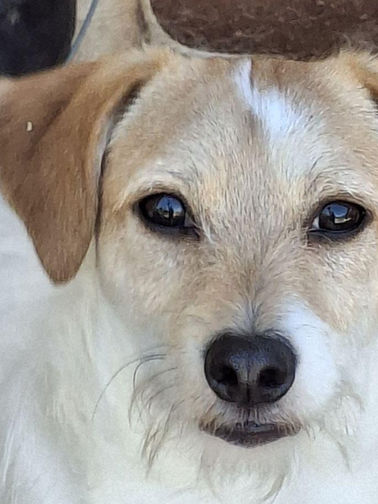 Pet of the Week: Meet Titan – The Smart, Kiss-Loving Westie!