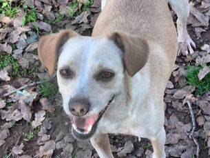 Jack Russell Terrier / Chihuahua mix just 13 lbs, 