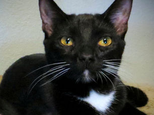 Pet of the Week: Meet Katniss – The Tiny Fighter with a Heart of Gold (and a Heart on Her Chest!)