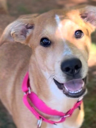 Pet of the Week: Meet Winnie! This sweet, energetic girl is ready to find her forever family