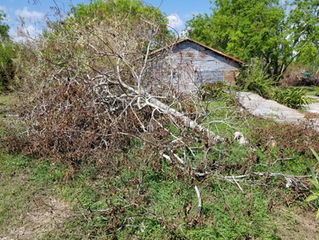 Harvey Sized Tree Cleanup