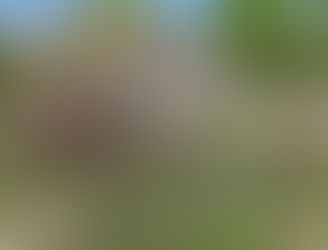 Harvey Sized Tree Cleanup