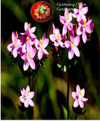 Flor de Bach Centaury