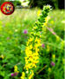 Flor de Bach Agrimonia / Agrimony