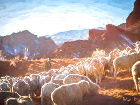 Feed My Sheep