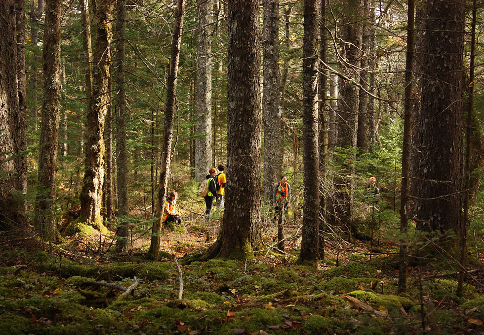 Volunteers working inside a Ingram River forest.
