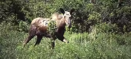 A picture of a moose walking in a forest area.