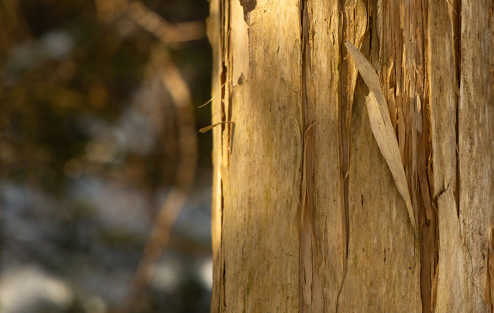 A close up image of a tree.