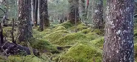 A picture of an old growth forest.