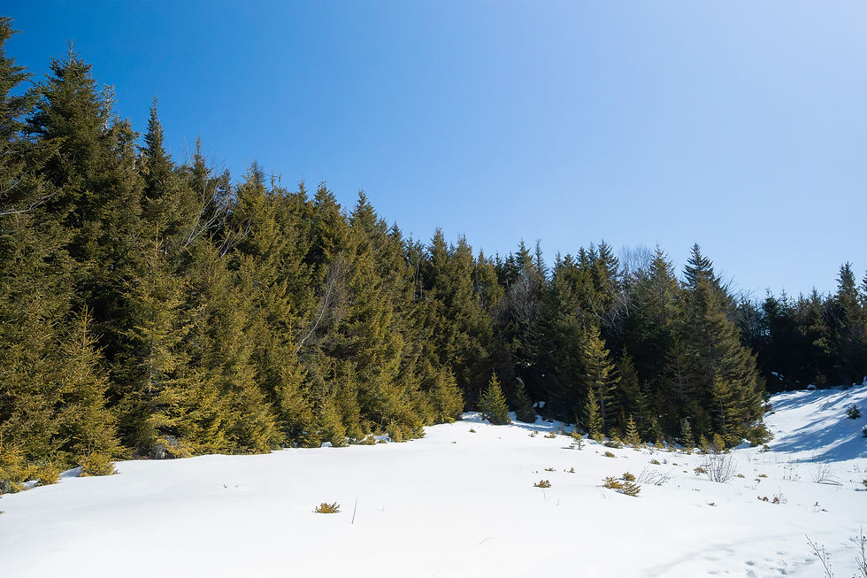 A photo of the Ingram River Wilderness area.