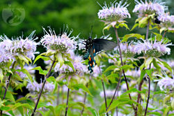 10551719_432842320189301_3868160477533997398_o