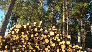 Scarseggiano i semilavorati nazionali per pallet