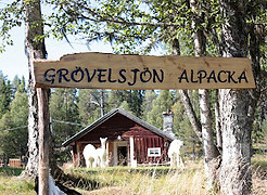 Grövelsjön Alpaca (7).JPG