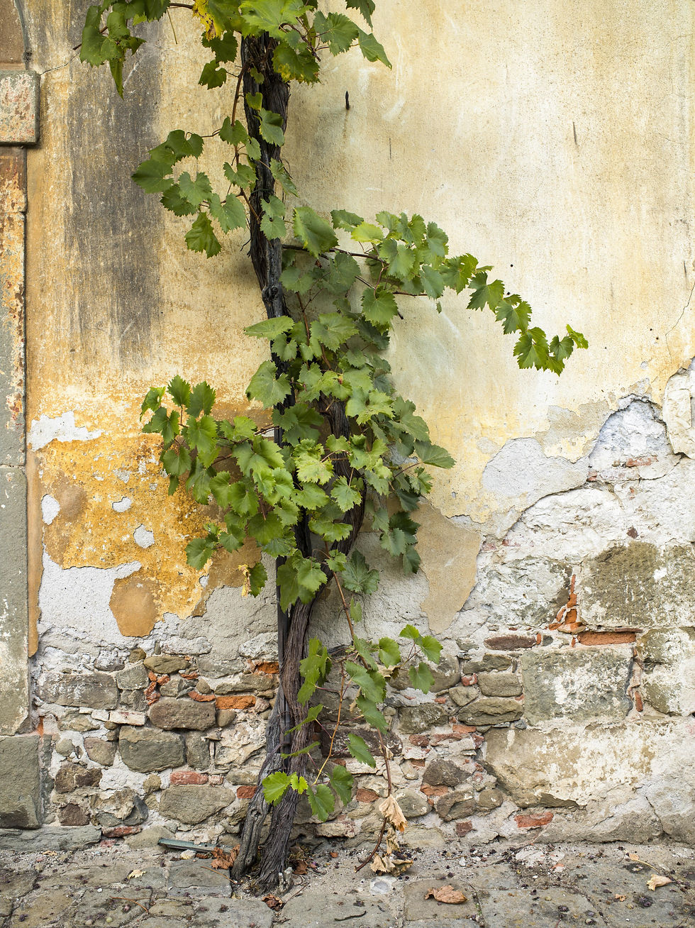 cropped-image-of-an-old-concrete-wall-with-creepin-2025-10-16-08-27-20-utc