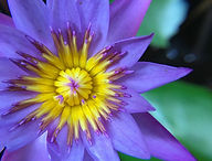 blue-lotus-5192551_1280.jpg