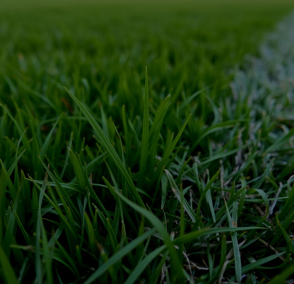 close up of grass on a rugby pitch.jpg