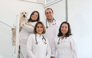 Retrato médicos veterinários