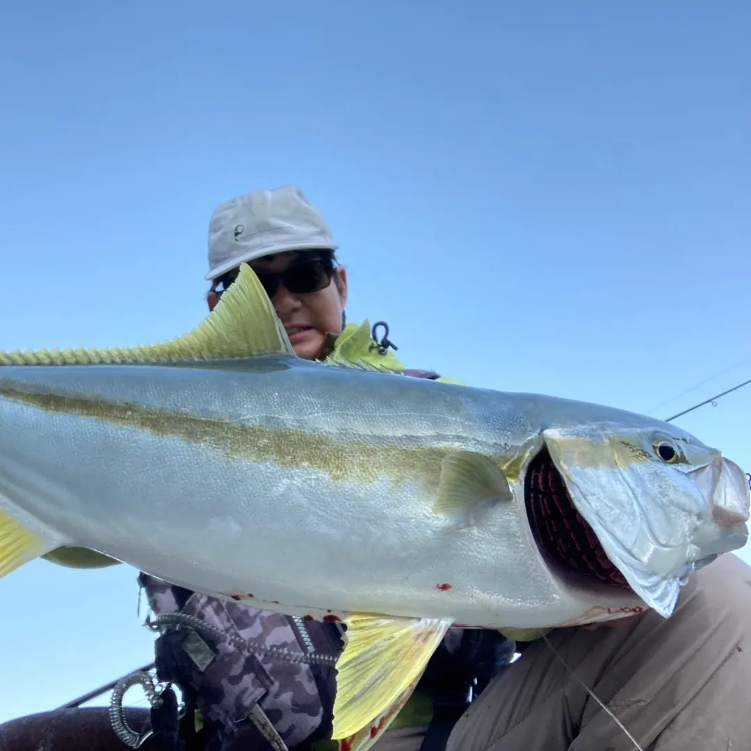 山下勇磨と青物