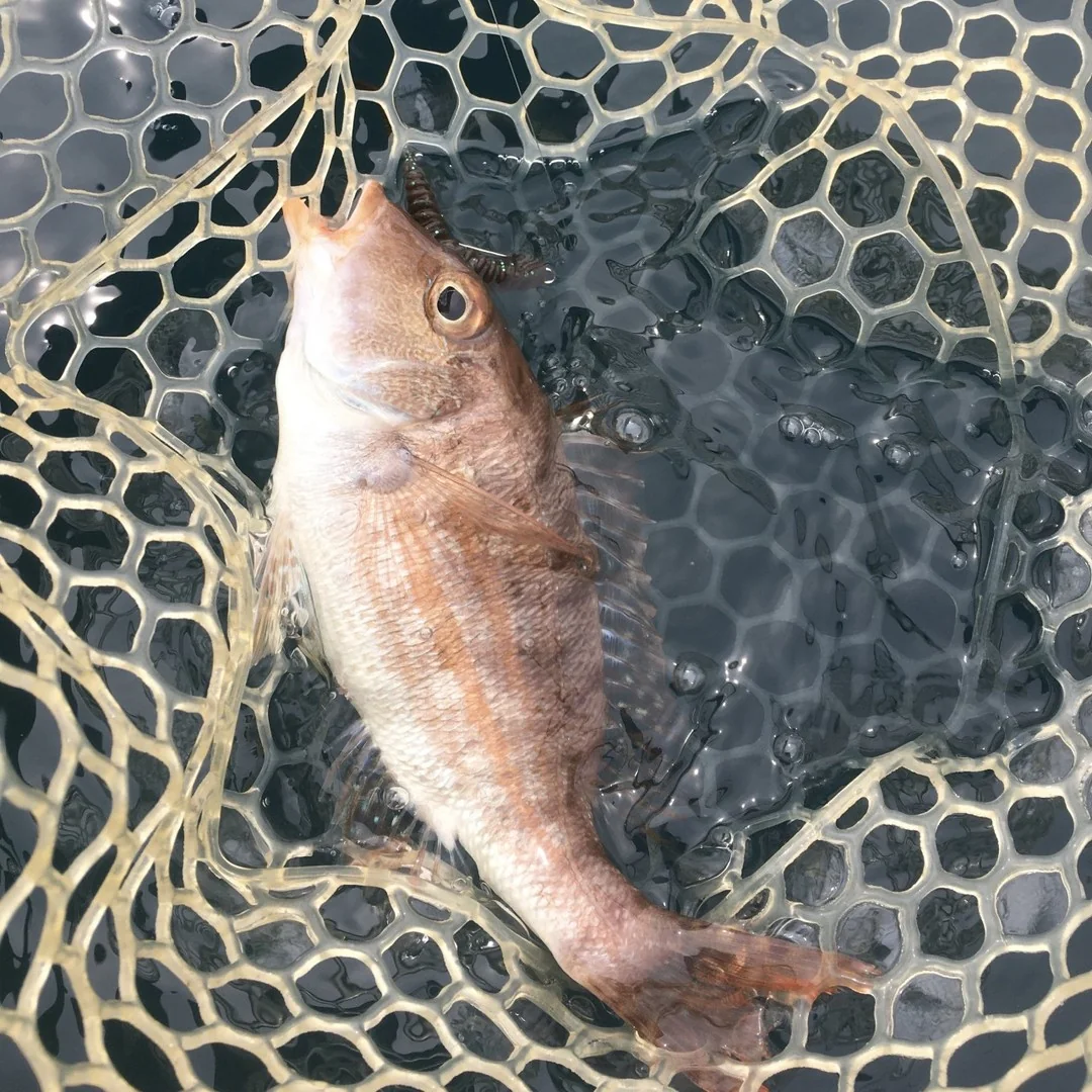 ネットインしたフエダイ