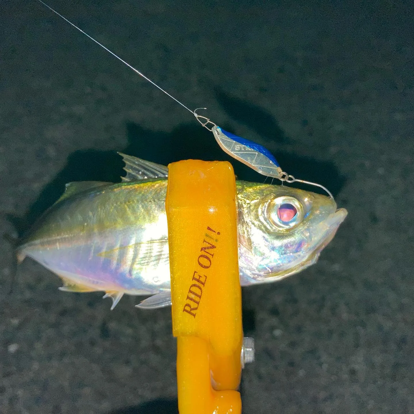 スプーンでつれたアジ