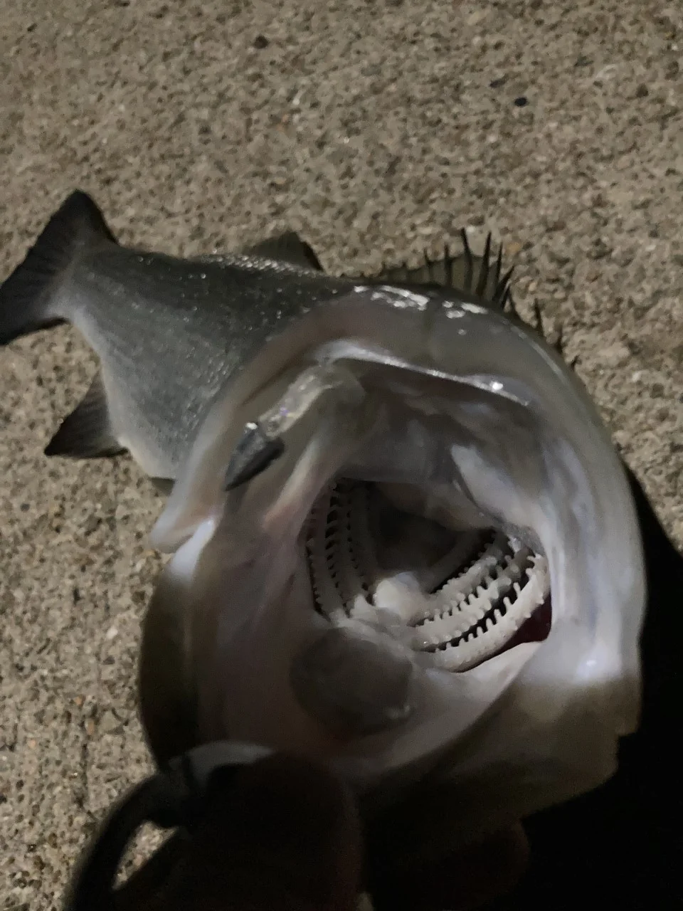 ジグ単で釣れたヒラスズキ