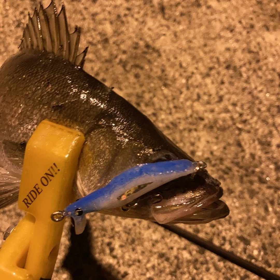 MUSTANPLUG55Sとシーバス